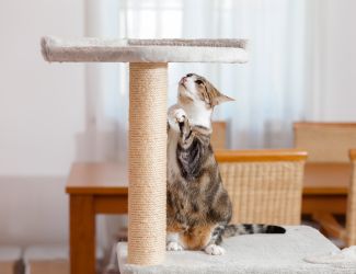 Sisal catch scratching post